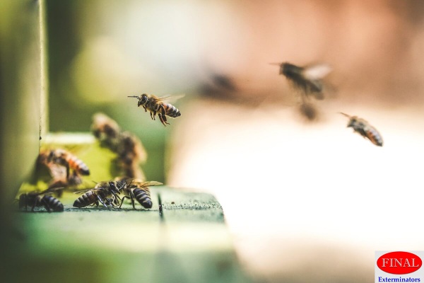 Wasp and Bee Exterminator | Riverside & Moreno Valley