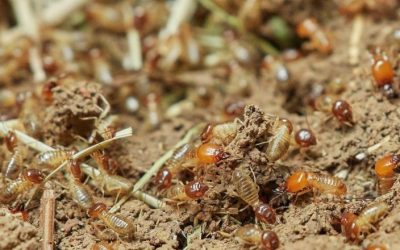 Termite Pest Control, Termites Infestation Guide in Riverside & Moreno Valley, CA