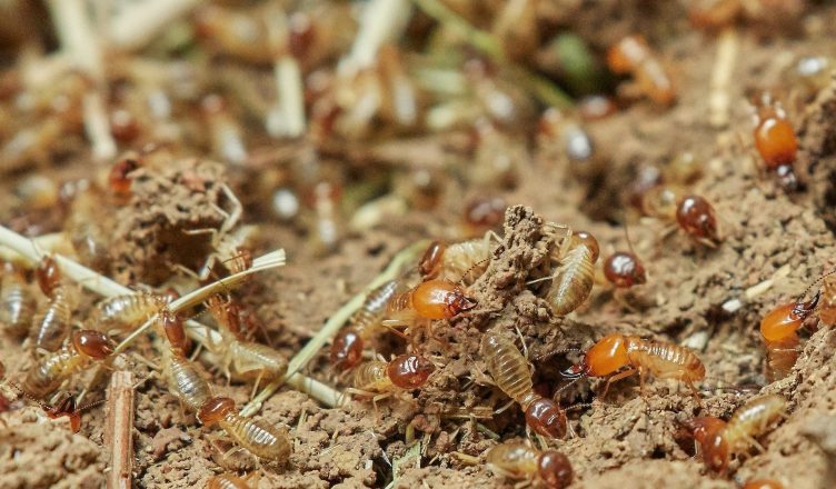 Termite Pest Control, Termites Infestation Guide in Riverside & Moreno Valley, CA