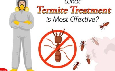 What Termite Treatment is Most Effective?