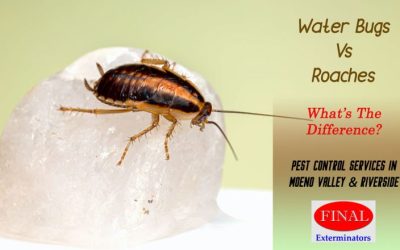 Water Bugs vs Roaches and How to Get Rid of Them