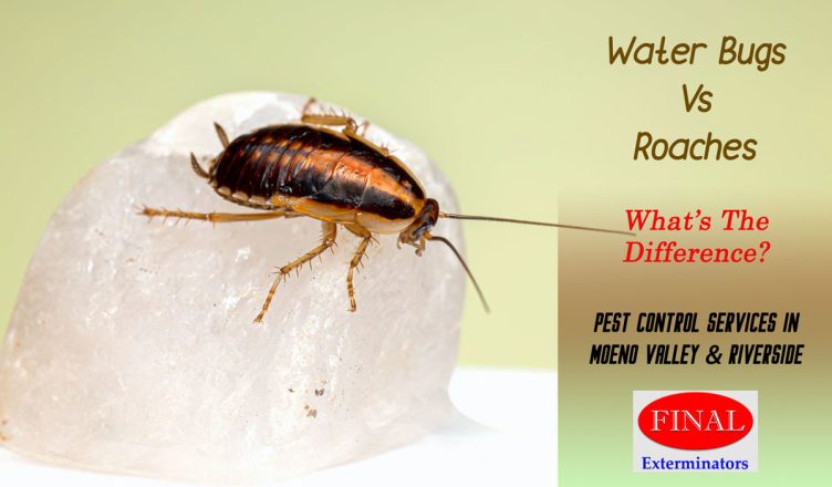 Water Bugs vs Roaches and How to Get Rid of Them