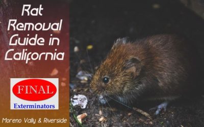 Ultimate Guide for Rat Removal in CA