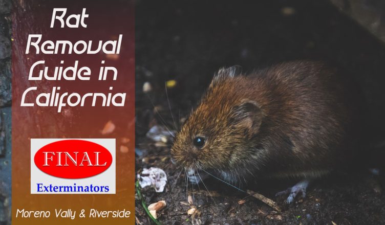 Ultimate Guide for Rat Removal in CA