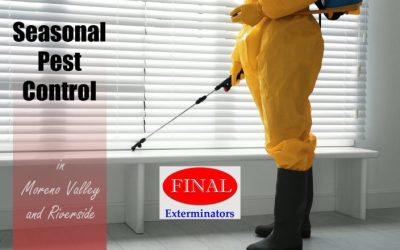 Seasonal Pest Control – When is the Best Time of the Year for Pest Control?