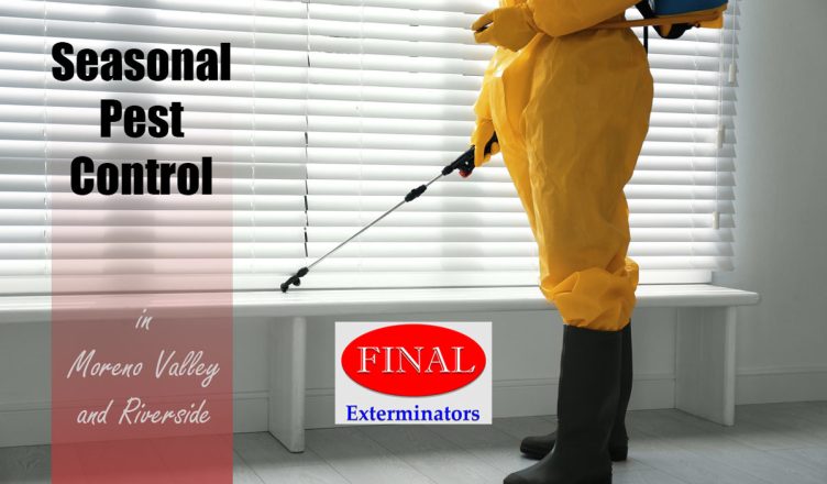 Seasonal Pest Control – When is the Best Time of the Year for Pest Control?