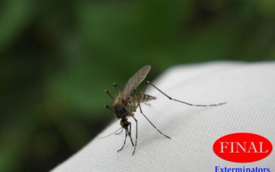 Professional Mosquito Treatment: Say Goodbye to Mosquitoes & Enjoy Your Yard