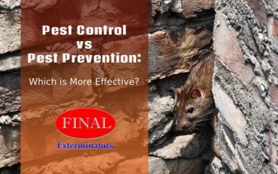 Pest Control vs Pest Prevention: Which is More Effective?