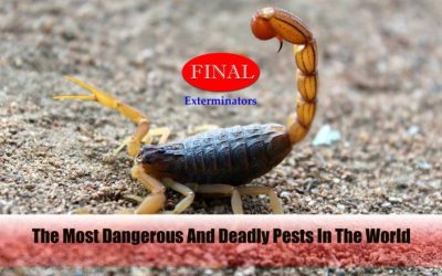 The Most Dangerous And Deadly Pests In The World: Common Throughout Southern California