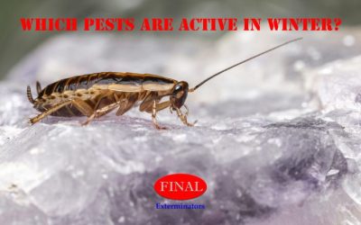 Winter Pests: Which Pests Are Active in Winter?