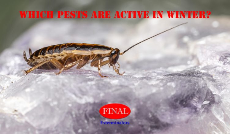 Winter Pests: Which Pests Are Active in Winter?