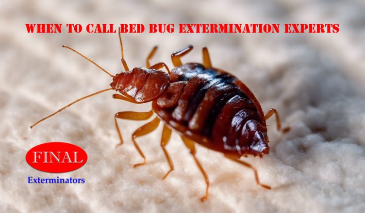 The Importance of Professional Bed Bug Extermination: When to Call the Experts