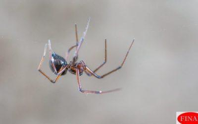 10 Important Tips for Getting Rid of Spiders Moreno Valley & Riverside, CA