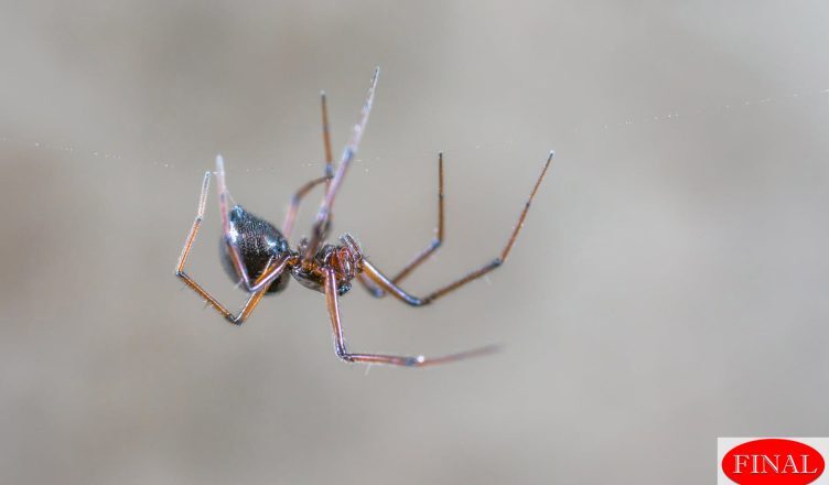 10 Important Tips for Getting Rid of Spiders Moreno Valley & Riverside, CA