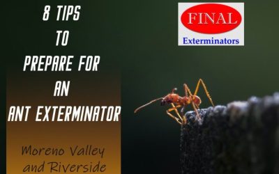 8 Tips to Prepare for an Ant Exterminator