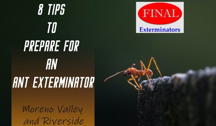 8 Tips to Prepare for an Ant Exterminator