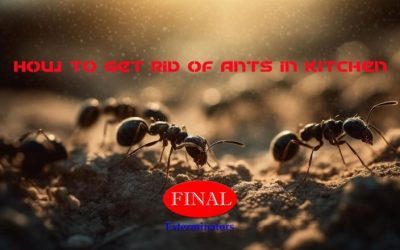 Ant Control: How to Get Rid of Ants in Your Kitchen