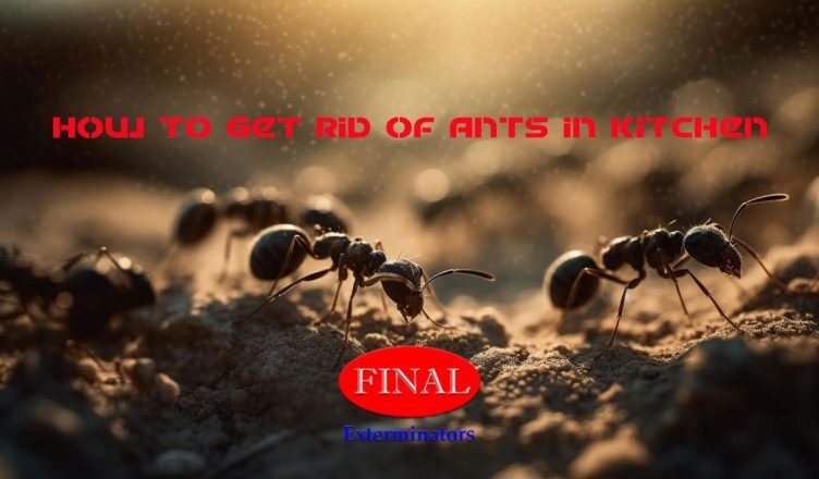 Ant Control: How to Get Rid of Ants in Your Kitchen