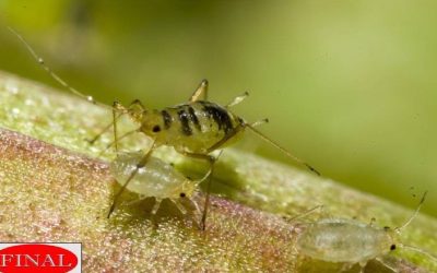 Are Your Houseplants Showing Symptoms of Pest Attack? Find Out How You Can Identify and Get Rid of Common Pests and Bugs