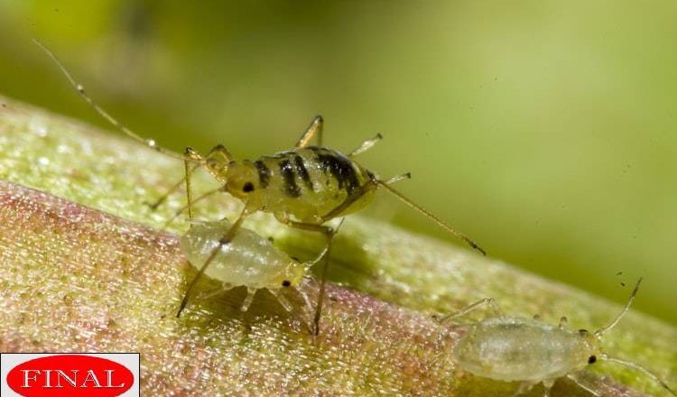 Are Your Houseplants Showing Symptoms of Pest Attack? Find Out How You Can Identify and Get Rid of Common Pests and Bugs