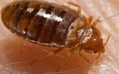 Bed Bug Removal Approaches in & near Riverside and Moreno valley, CA