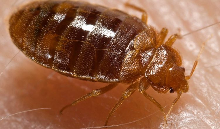 Bed Bug Removal Approaches in & near Riverside and Moreno valley, CA