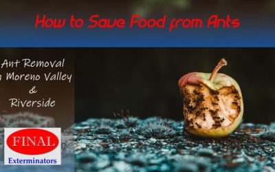 Best Tips to Save Your Food from Ants and Other Pests