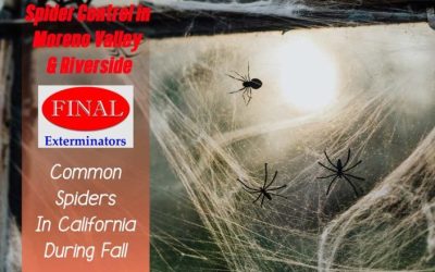 Common Spiders in California During Fall and How to Get Rid of Them