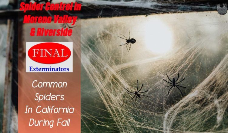 Common Spiders in California During Fall and How to Get Rid of Them