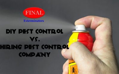 DIY Pest Control vs Hiring a Pest Control Company: What’s the Difference?