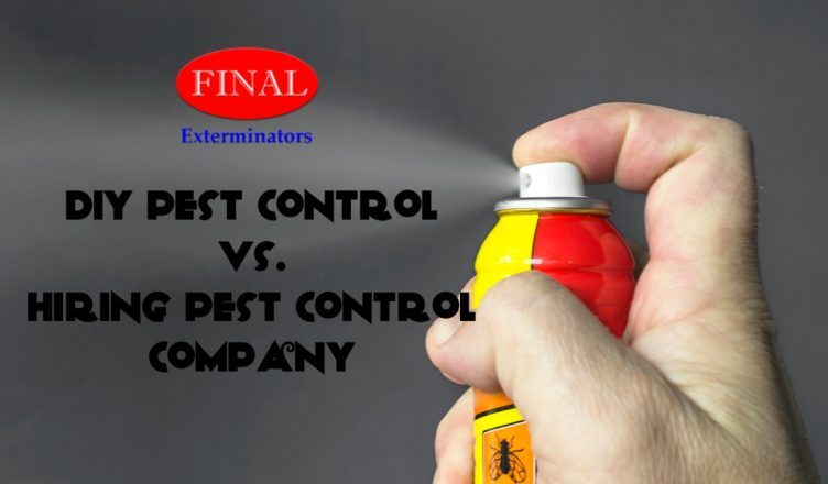 DIY Pest Control vs Hiring a Pest Control Company: What’s the Difference?