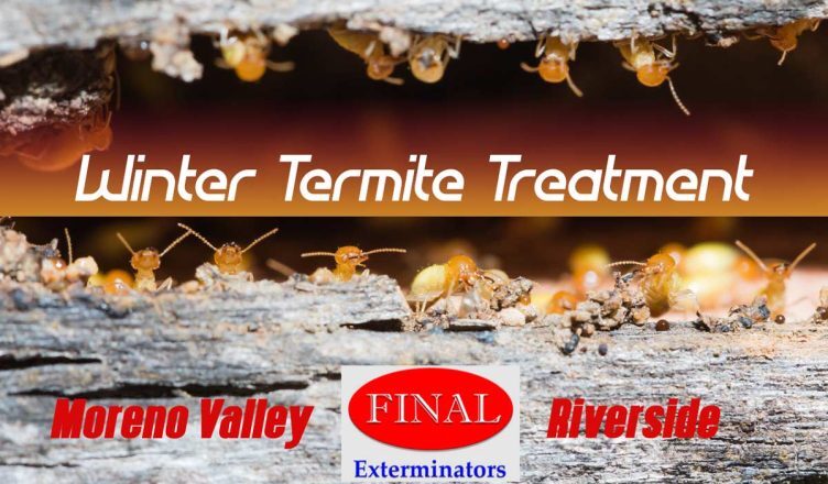 Did You Know Winter is the Best Time for Termite Treatment?