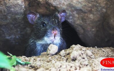 Have Rats and Mice Invaded Your Property? Follow These Tips and Guidelines for Timely Prevention and Control Rodents