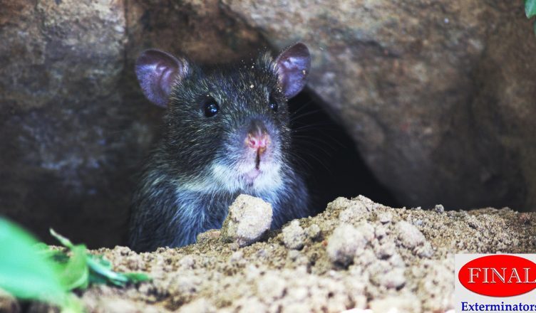 Have Rats and Mice Invaded Your Property? Follow These Tips and Guidelines for Timely Prevention and Control Rodents