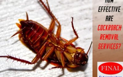 How Effective are Exterminators at Getting Rid of Roaches?