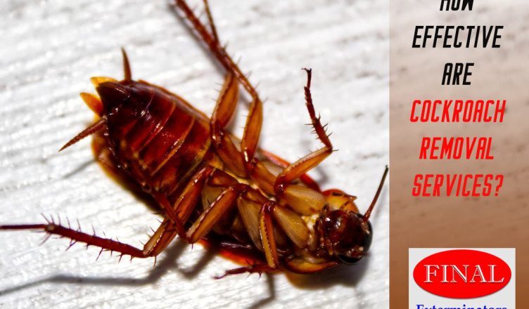 How Effective are Exterminators at Getting Rid of Roaches?