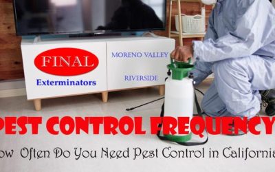 How Often Do You Need Pest Control in California?