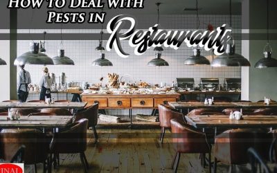 How to Deal with Pests in Restaurants