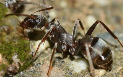 How to Get Rid of Ants? Are Pest Controls Effective?