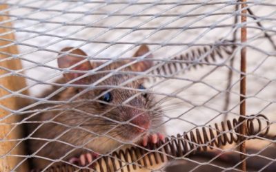 How to Get Rid of Mice for Rodent Control in Riverside & Moreno Valley California