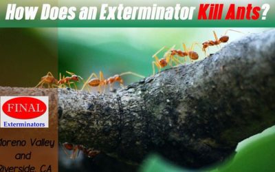 What Does an Exterminator Do to Kill Ants?