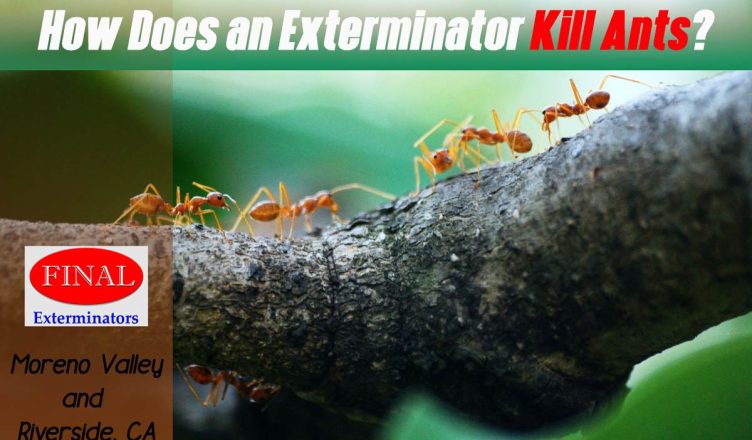 What Does an Exterminator Do to Kill Ants?